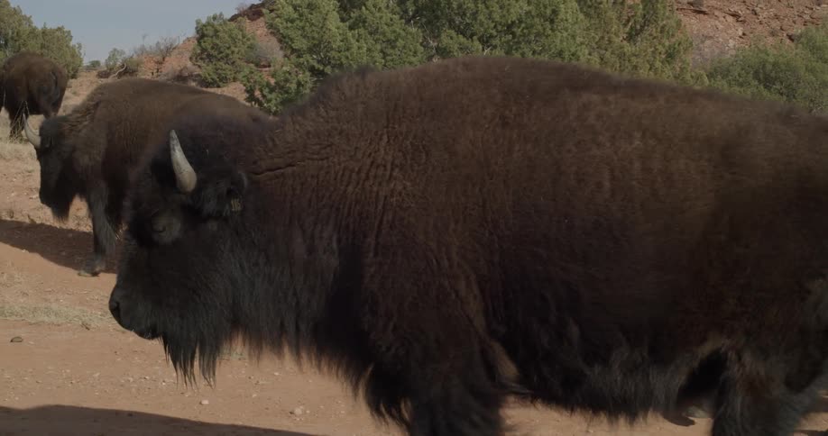 A herd of buffalo walk in the wilderness
