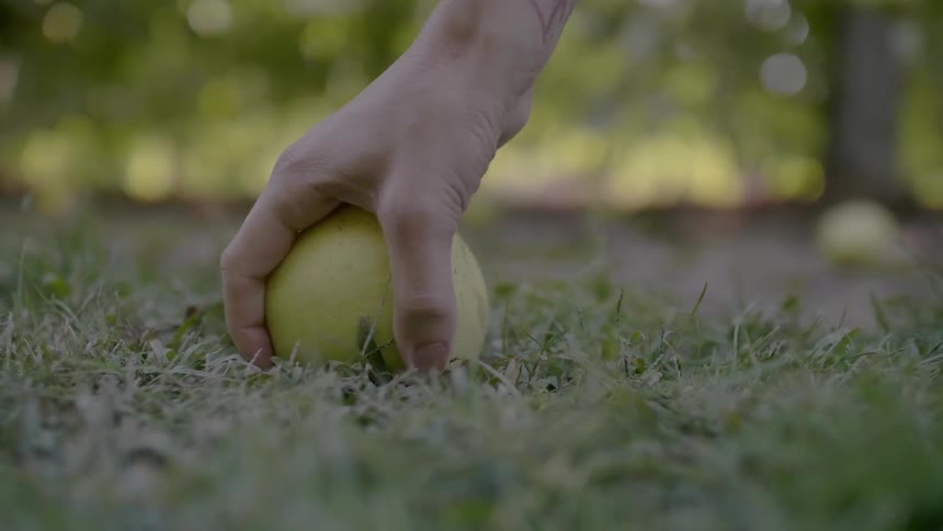 A woman picks up an apple from the ground
