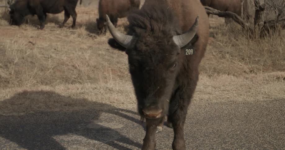 Buffalo stands in the middle of the road