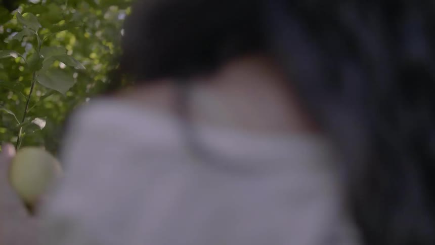 A woman picks apples from a tree