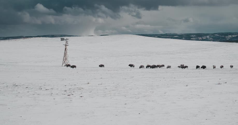 Herd of cattle standing on snowy plains