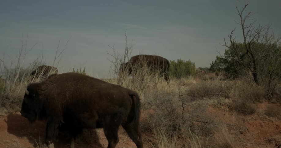 Buffalo walk slowly through the grass
