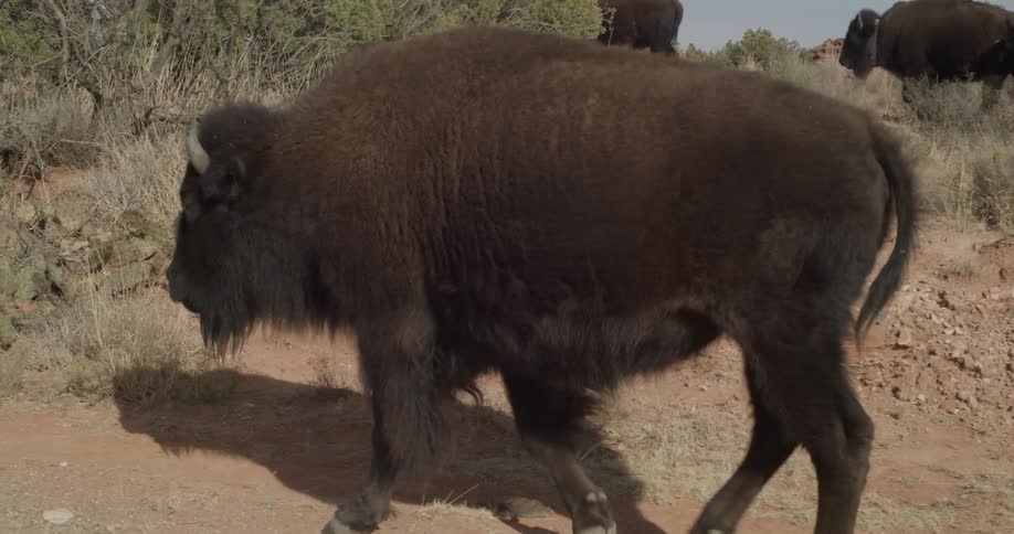 A bison or buffalo is walking during the day with its herd