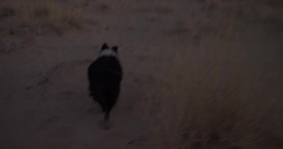 A dog walks in a sandy area