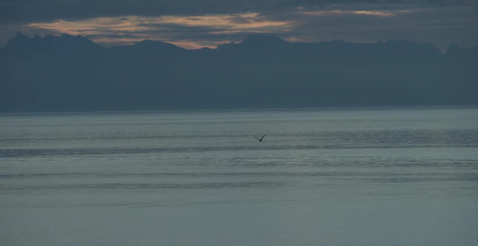 Bird flies low over a large body of water