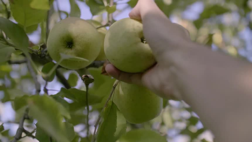 Person picks an apple off a branch