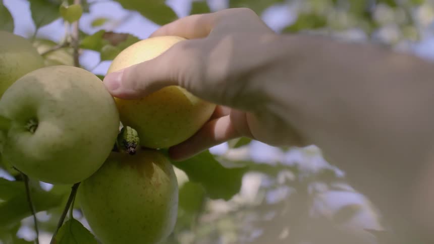 A person picks fresh apples from a tree