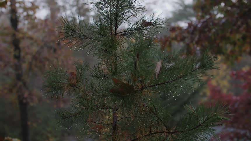 Pine needles bristle in the breeze