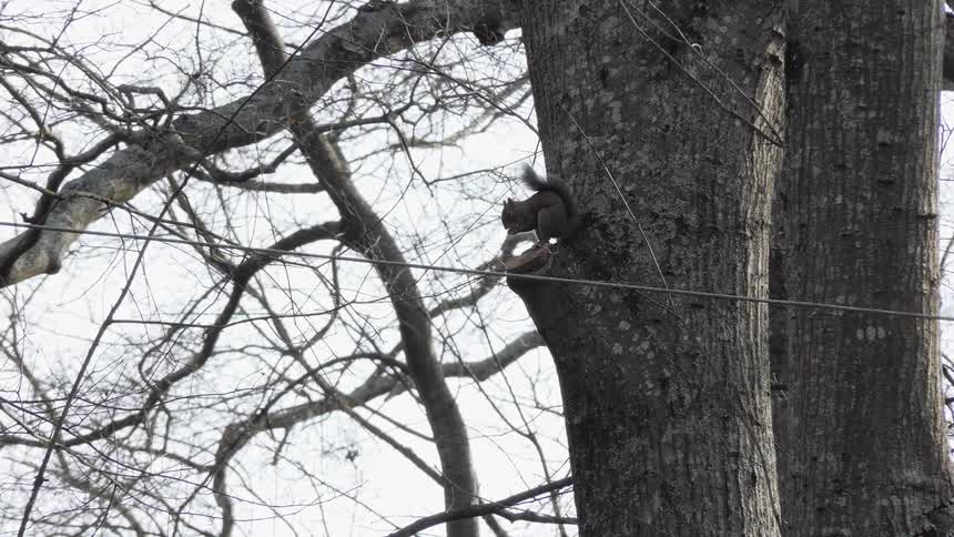 Squirrel eating while sitting on a tree
