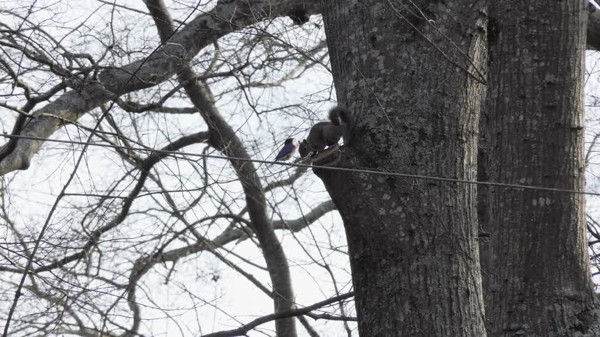 A bird lands on a wire next to a squirrel in a tree