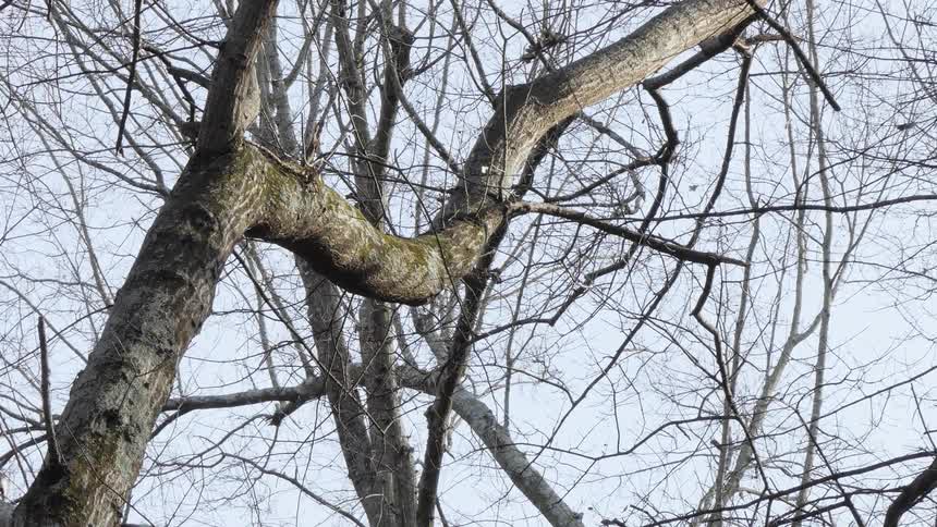 A view of a dead tree branches