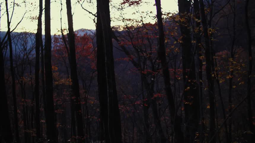 Trees and mountains in the background at sunset