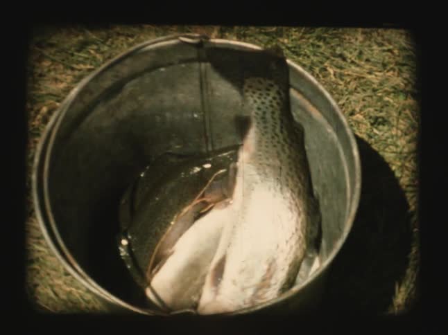 A fish flails in a shallow bucket