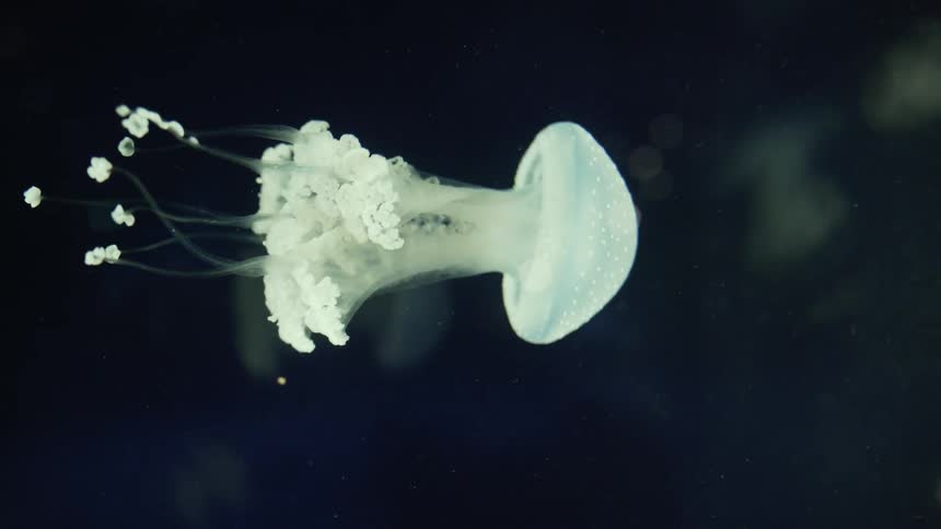 Jellyfish are swimming underwater