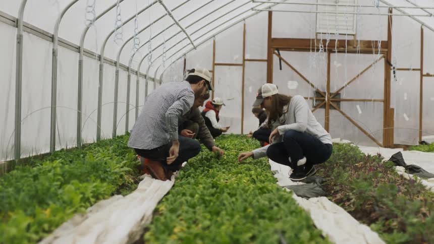 A group of people garden in a greenhouse
