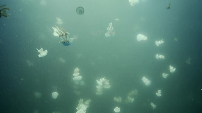 A large number of jellyfish are floating and swimming in the ocean