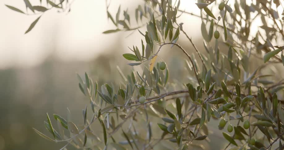 Branches sway in the light breeze