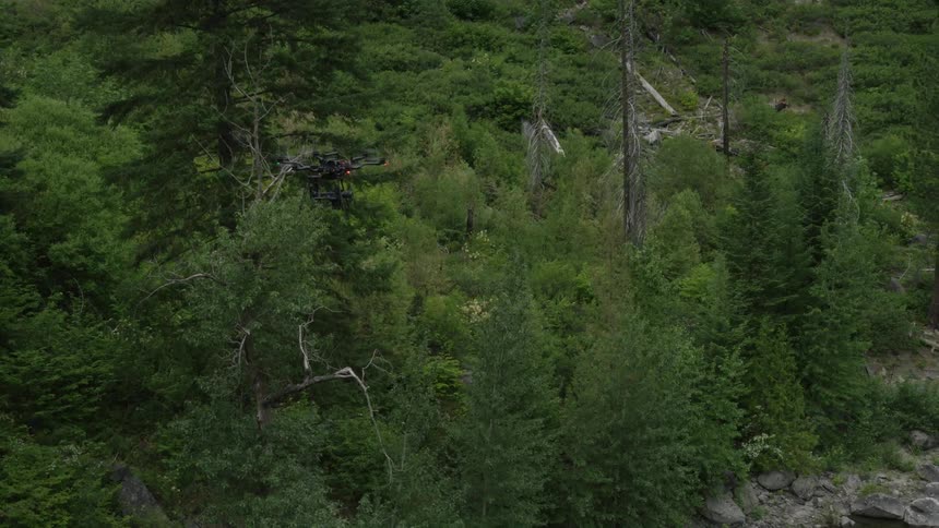 Aerial of thick woods