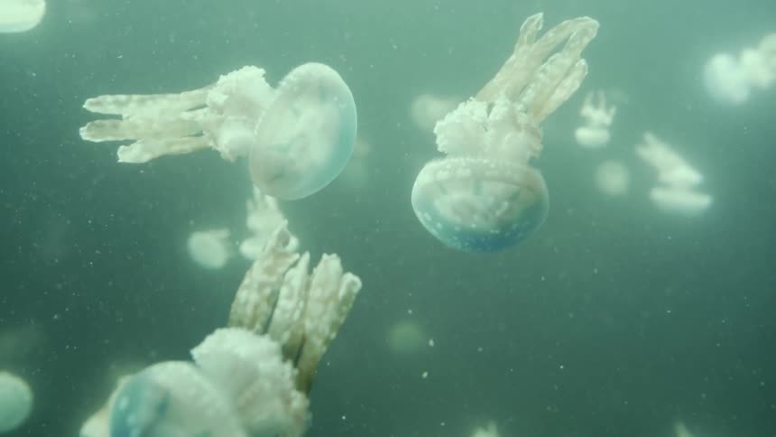 A large number of jellyfish are floating and swimming in the ocean