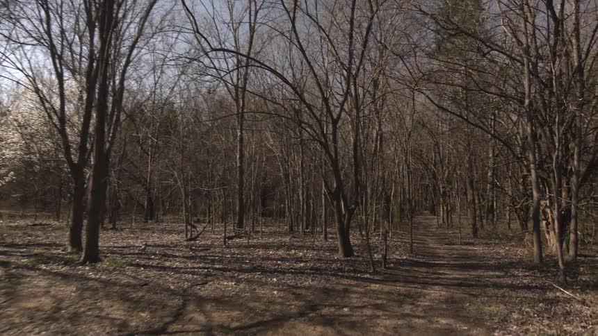 Trees without leaves stand tall in a field
