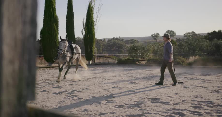 Horse with a saddle being led in a circle by its trainer