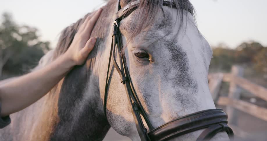 A man pets a horse