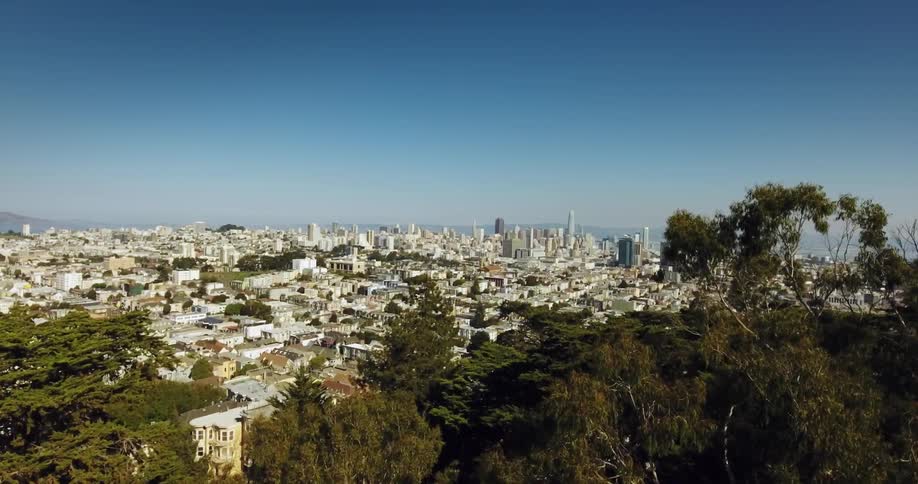 Trees hang above a hillside overlooking a city