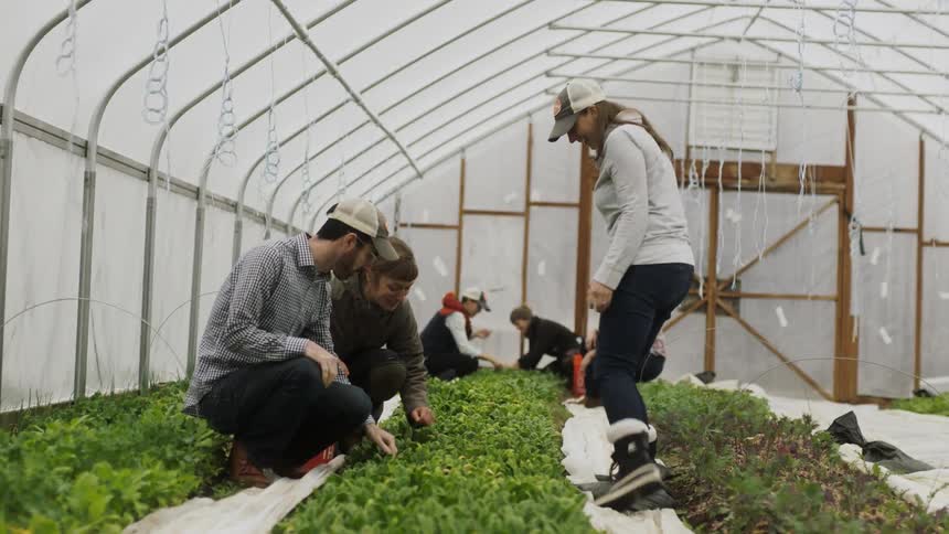People pick crops in a greenhouse