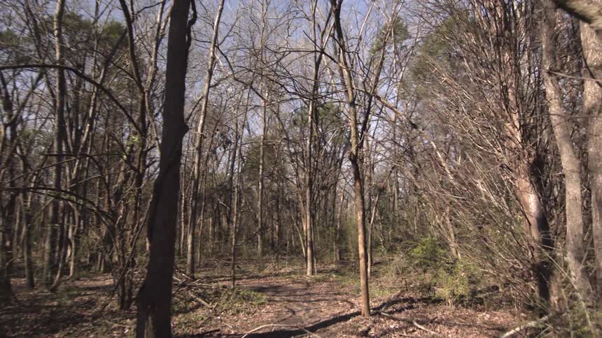 A trail in the woods is lined with bare trees