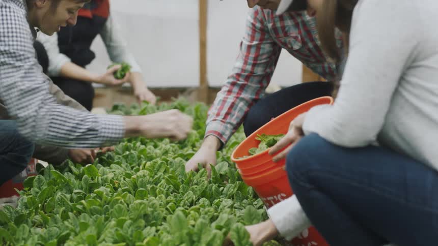 Several people are picking plants and putting them in a bucket