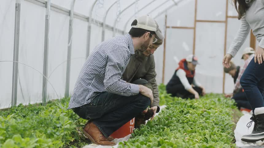 People pick crops in a greenhouse