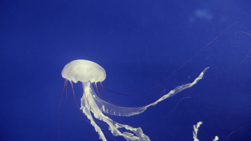 A jellyfish swims in blue water