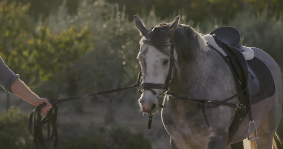 A man leads his horse ahead on foot