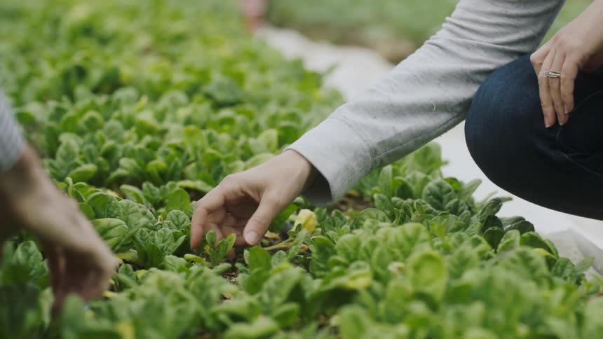 People are working in a garden picking through the plants