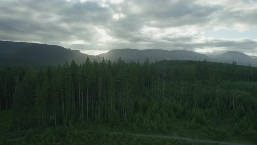 A forest near a mountain range on a cloudy day