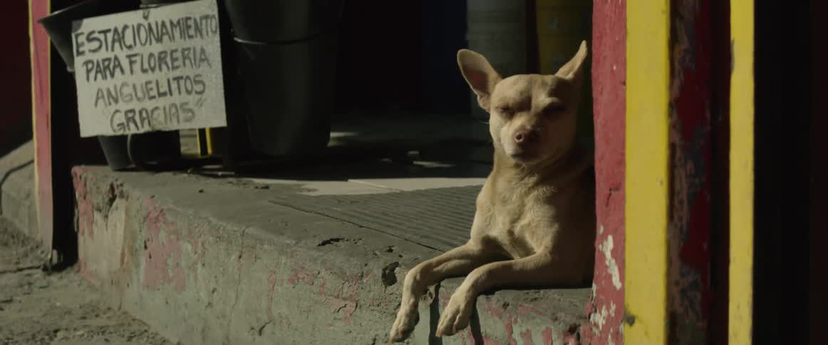 A small dog sits on a concrete porch