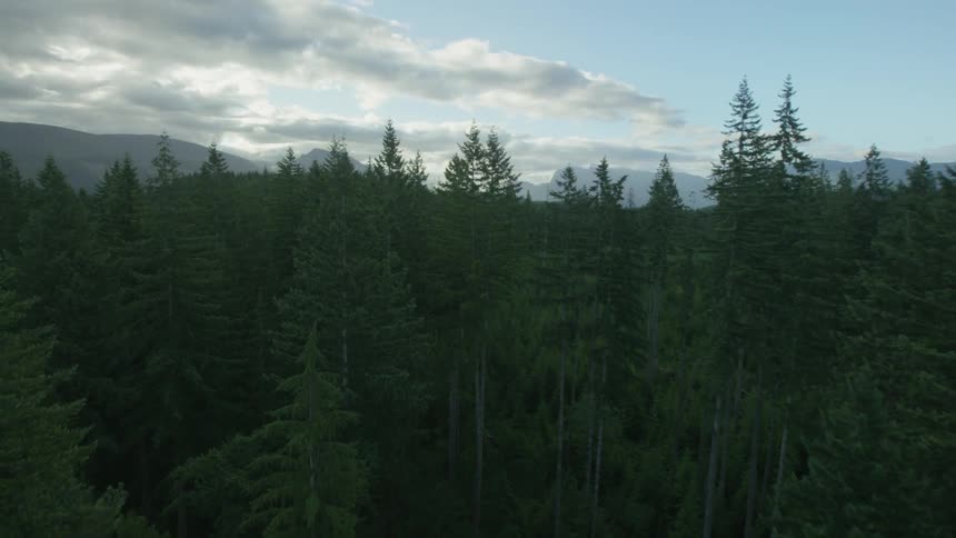 Aerial view of a forest