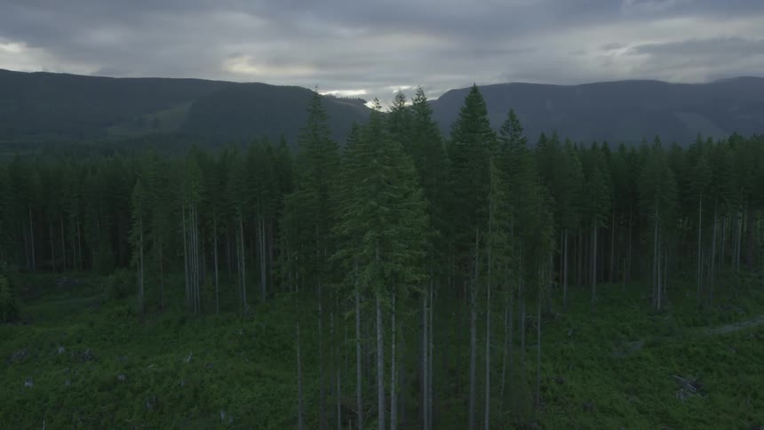 View of tall trees with mountains in the distance on a cloudy day