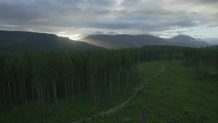 View of a field and a forest at sunrise
