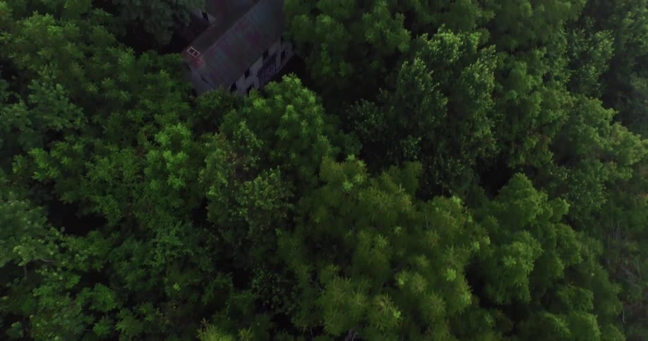 View of the very tops of some green trees on a field