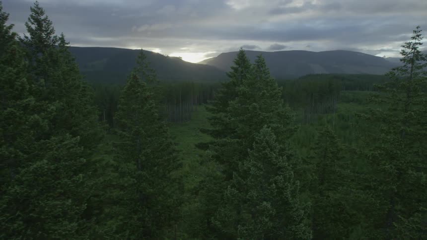 Aerial view of a forest