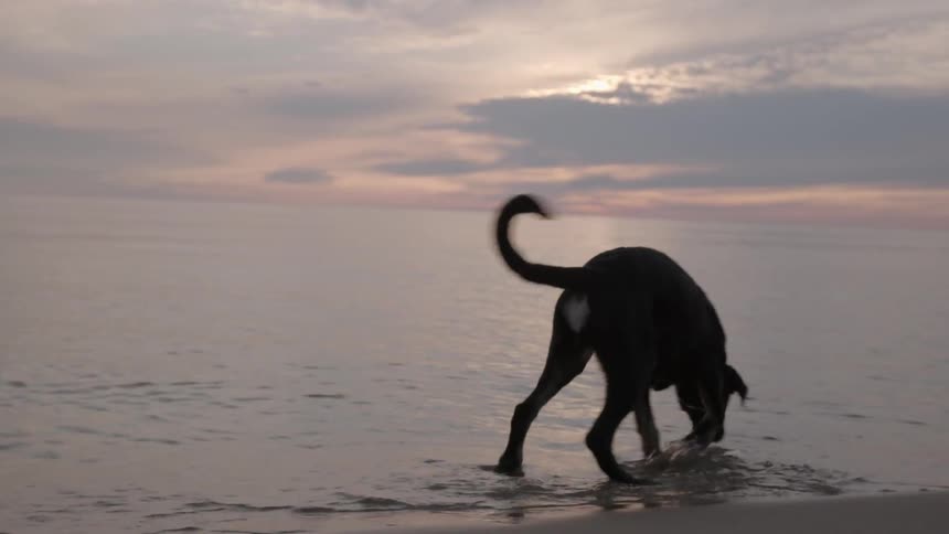 A dog drinks ocean water on a sandy beach at sunset