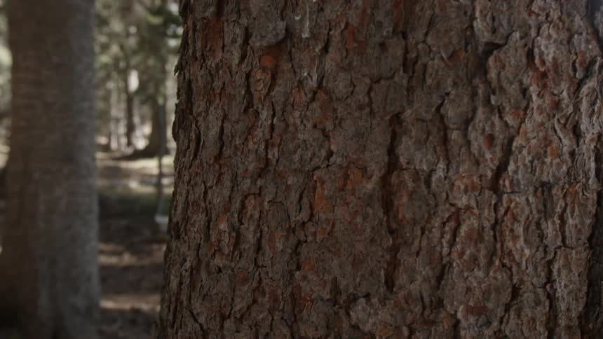 Close up of a tree trunk on a sunny day