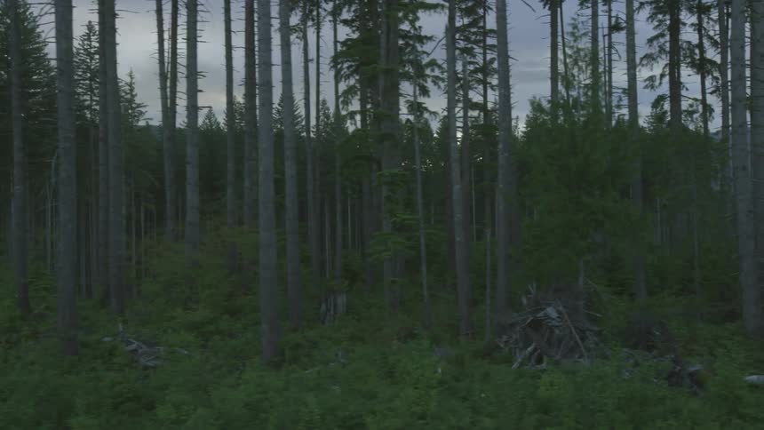 Thin trees in a forest