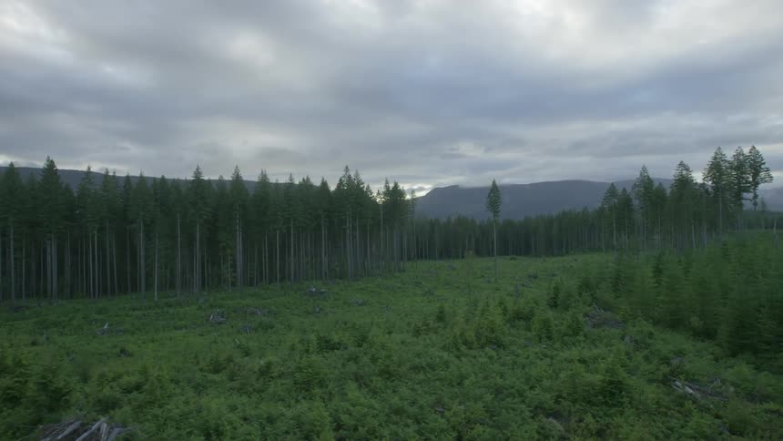 View of a field and forest on a cloudy day