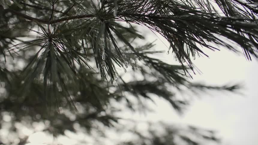 Ice and water drops hang off pine needles