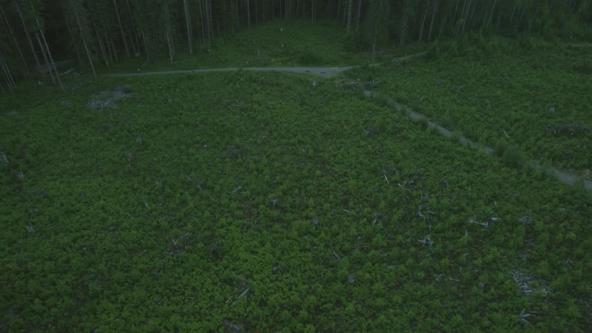 View of a small path in a dense green field