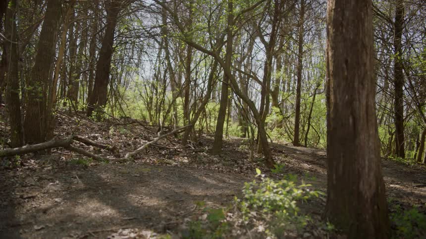 A man rides a mountain bike on a forest trail