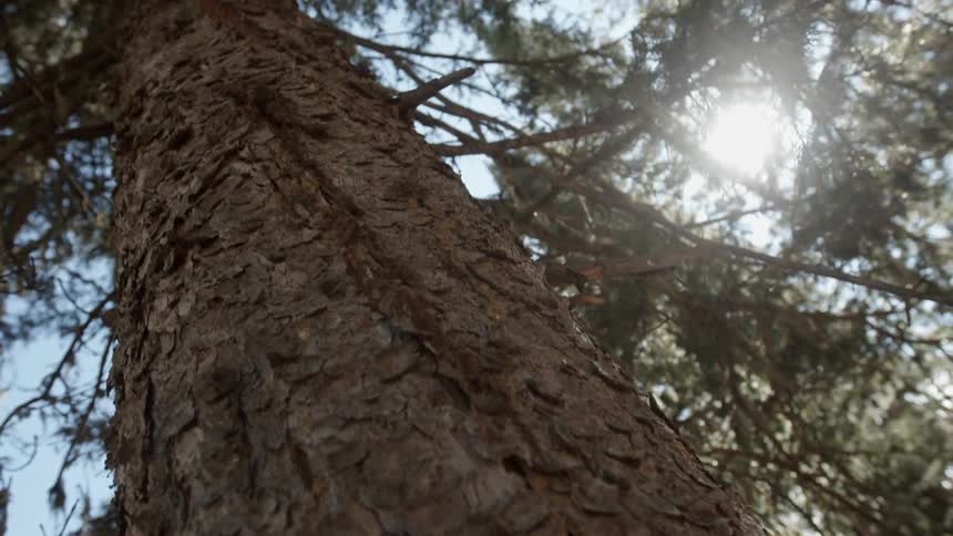 Sunlight streams through forest trees