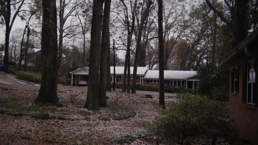 Tall trees are surrounded by a group of houses